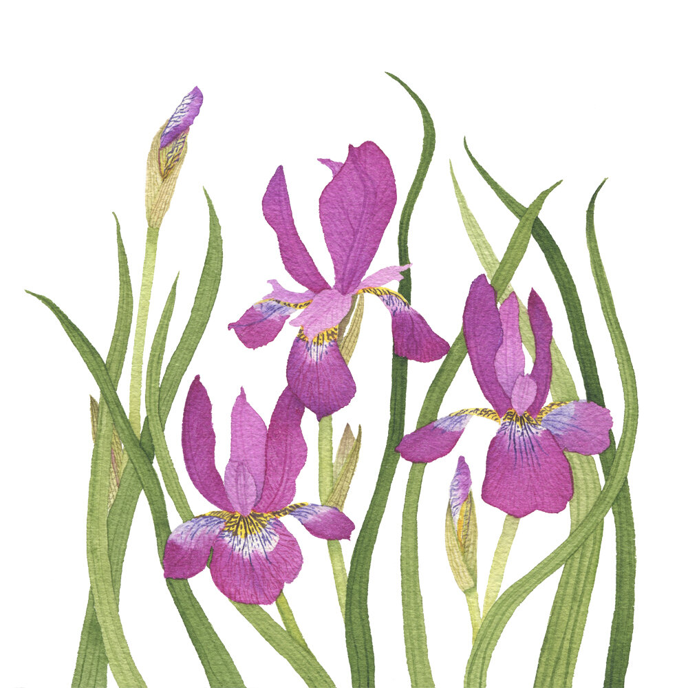 Purple Iris Watercolor Painting