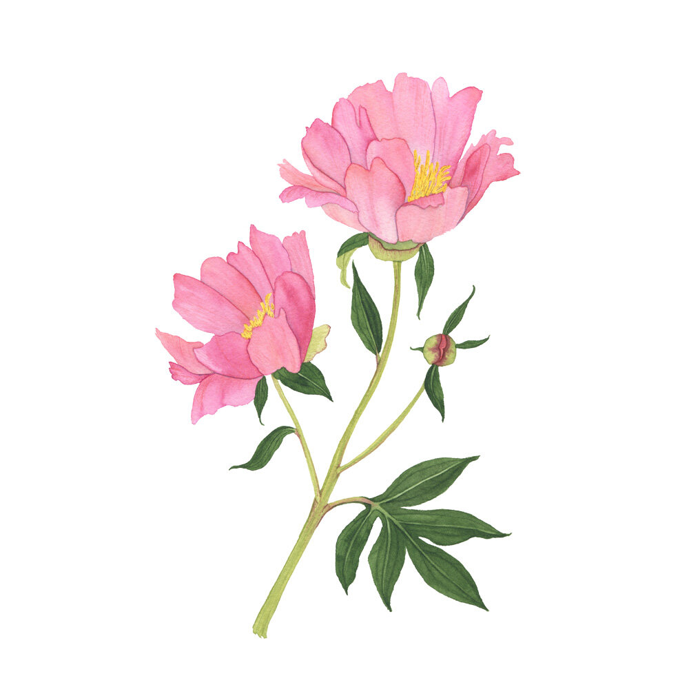 Coral Peonies Watercolor Painting