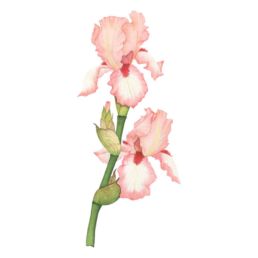 Peach and White Iris Watercolor Painting