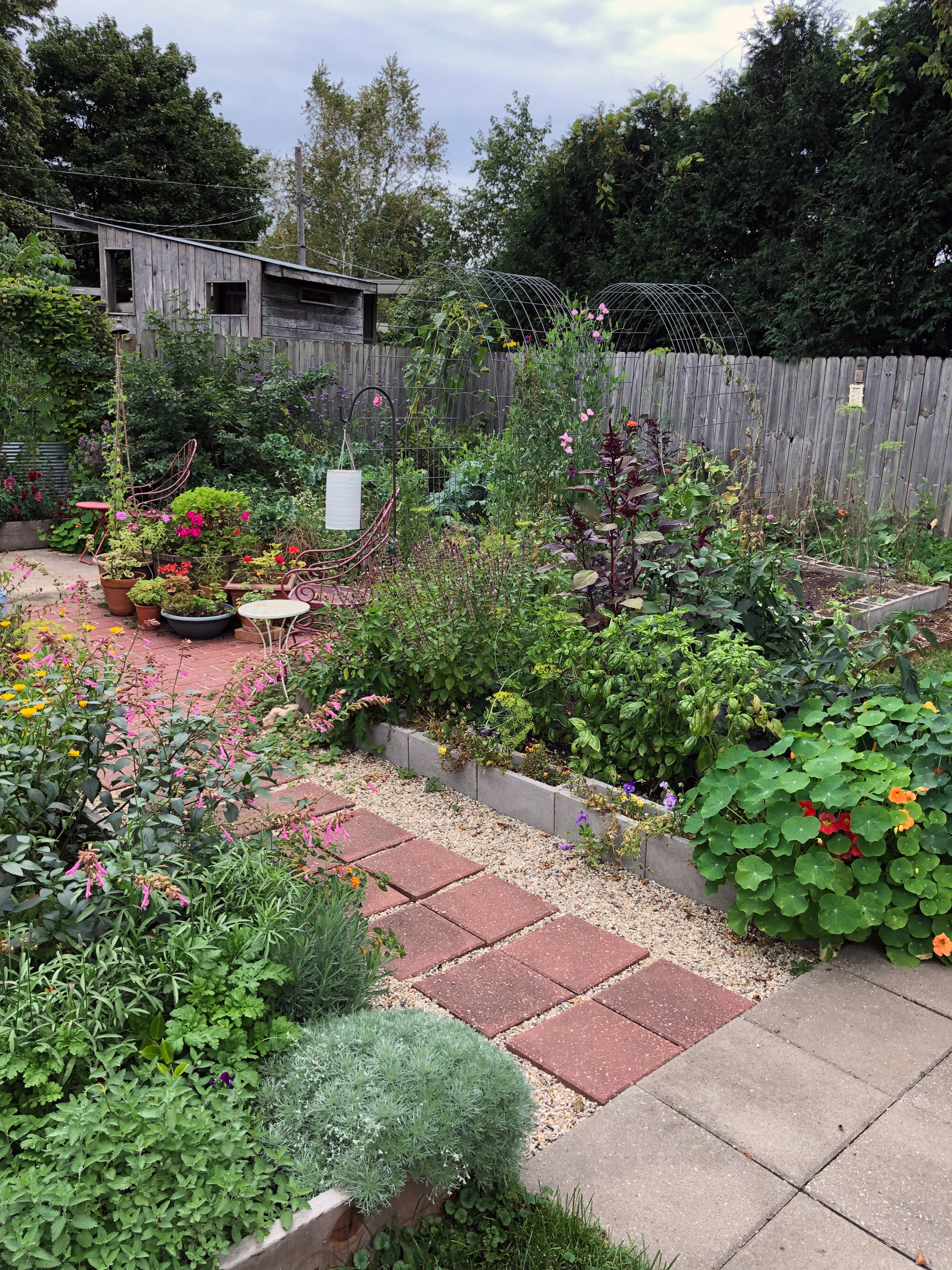 My Garden in Late Summer Profusion