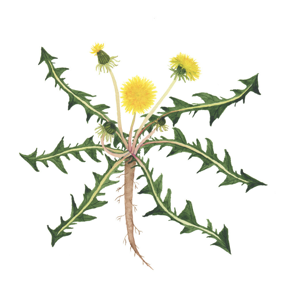 Watercolor Dandelions Painting by Anne Butera