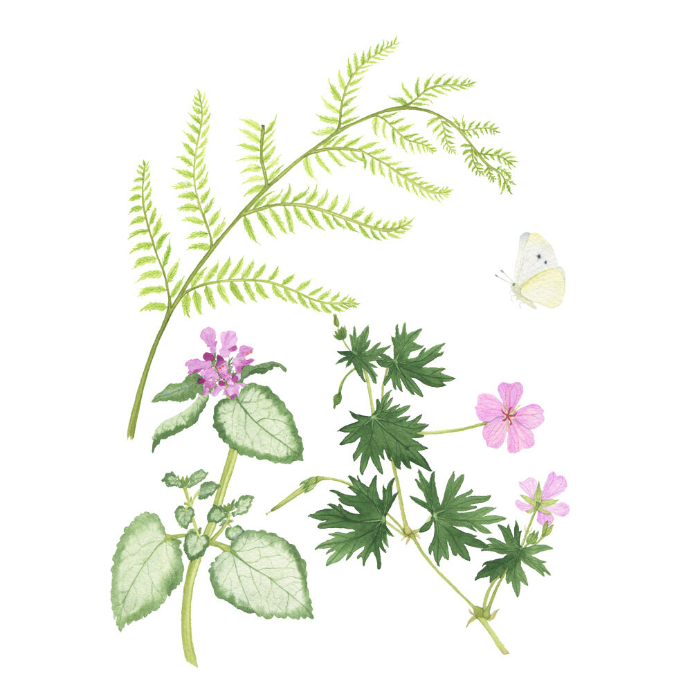 Fern Lamium and Geranium Botanical Watercolor Painting by Anne Butera