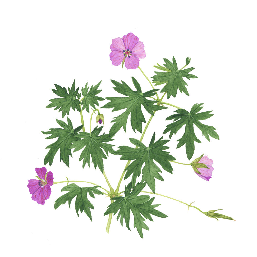 Perennial Geraniums Watercolor Painting by Anne Butera