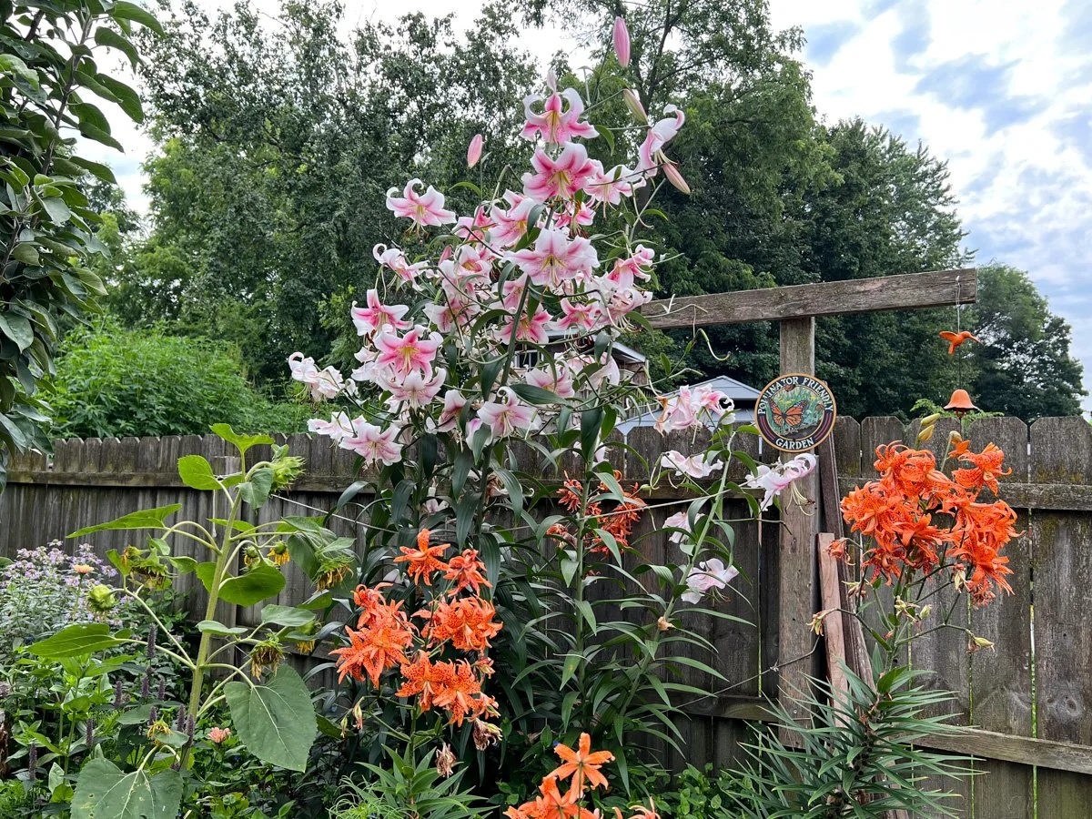 colorful lilies tower over the fence in a wild and beautiful garden