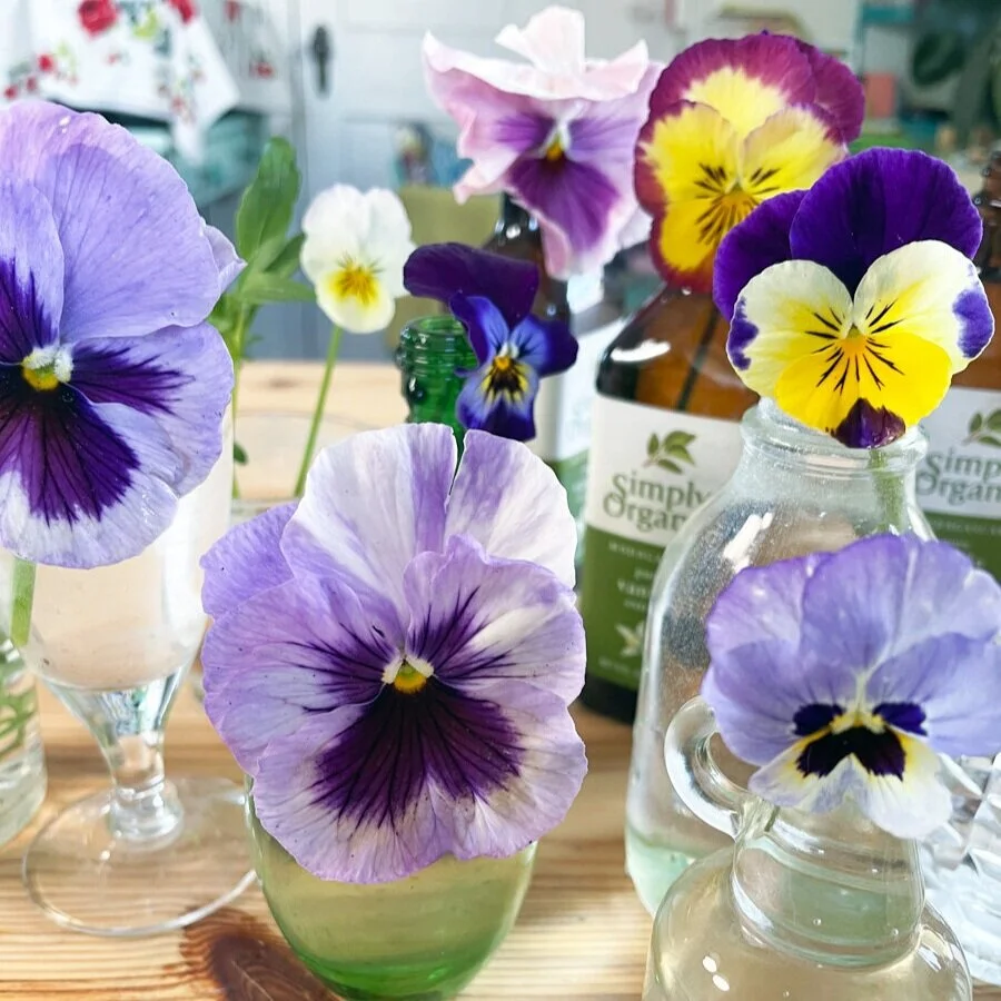 Painting Violas and Pansies: in My Studio with Spring Garden Inspiration