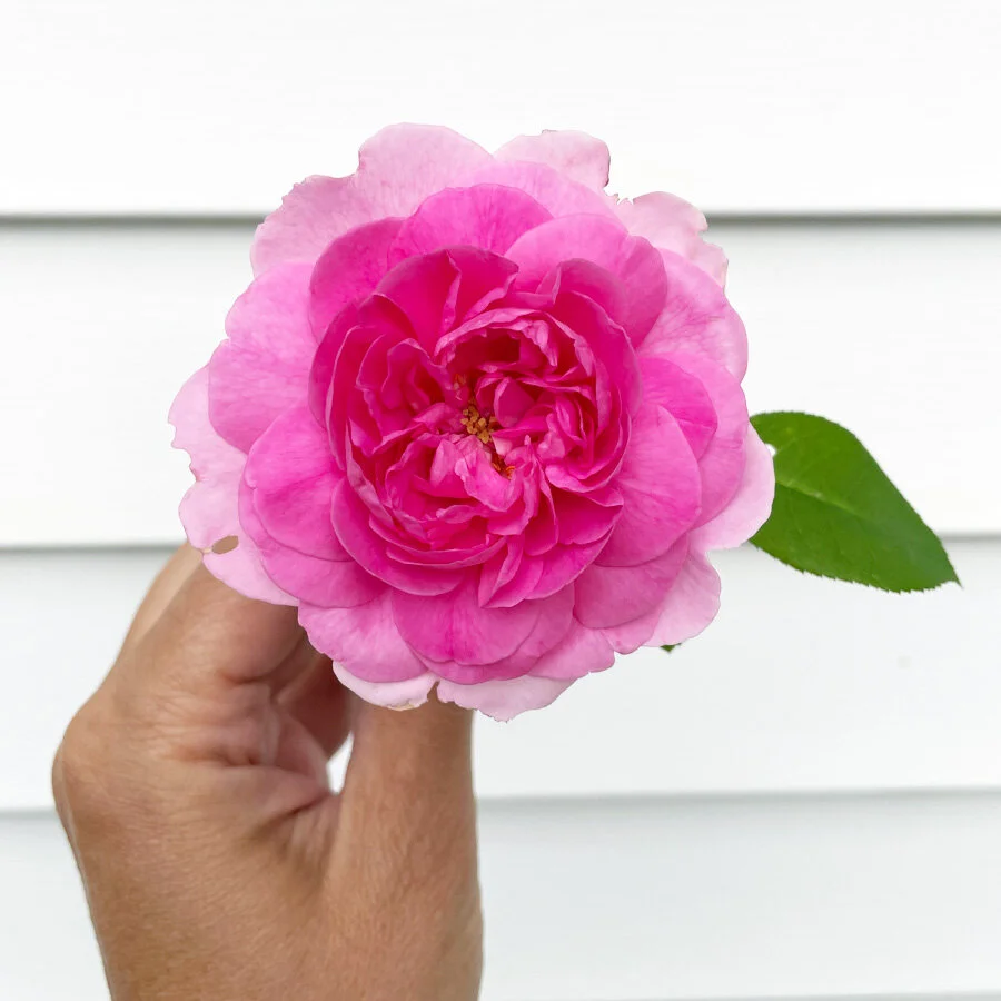 Celebrate Summer Joys: Engage Your Senses, Week 2 of a Month of Gratitude Practice