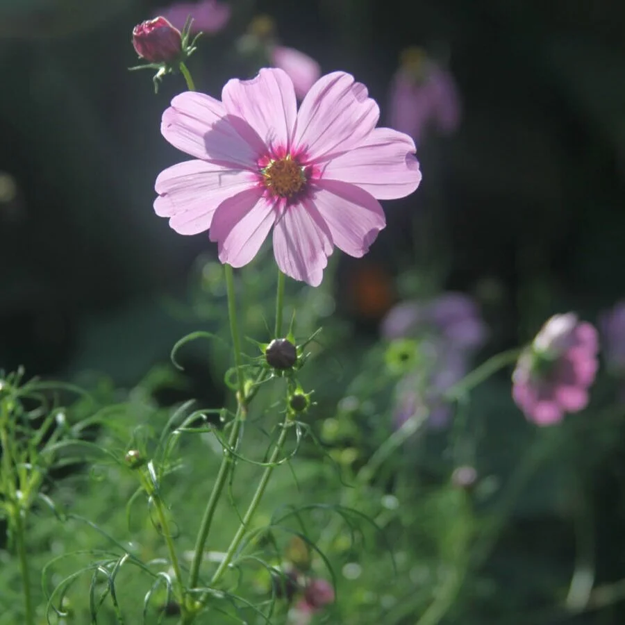 September 2021 in the Garden: Delighting in Every Bit of Color as the Season Dwindles
