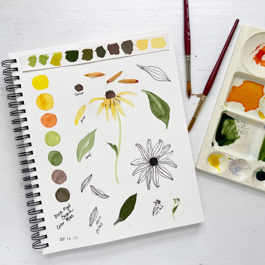  A sketchbook spread of color mixing and sketching black eyed susans in watercolor and pen. A study with pressed petals and a leaf. 