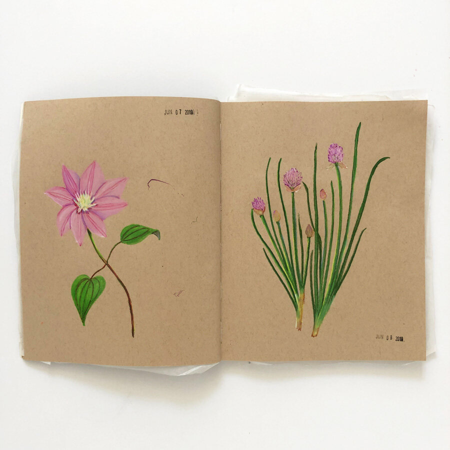  A tan-toned sketchbook spread done in colored pencils features two pink-flowered plants: a clematis and some chives. 