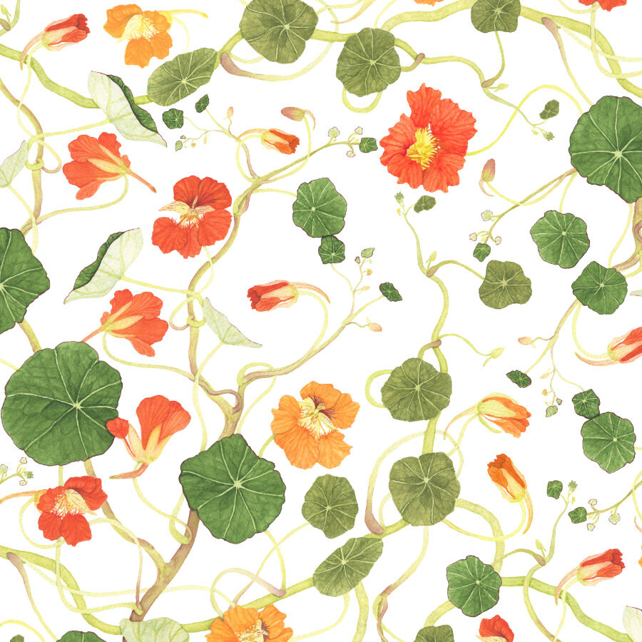  A surface pattern design of tangle of nasturtium flowers and vines in watercolor. 