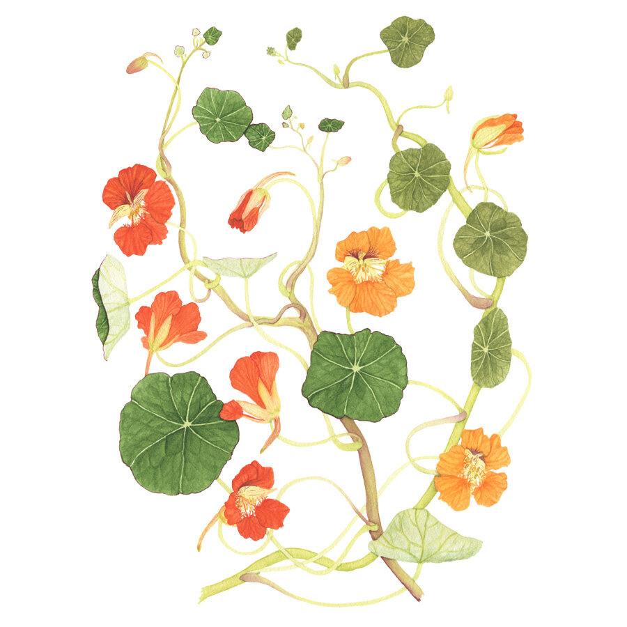 Nasturtium Vines Watercolor Painting