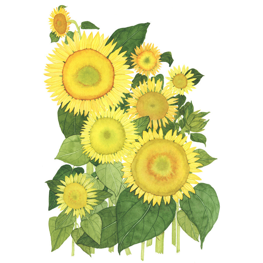 Yellow Sunflowers Watercolor Painting