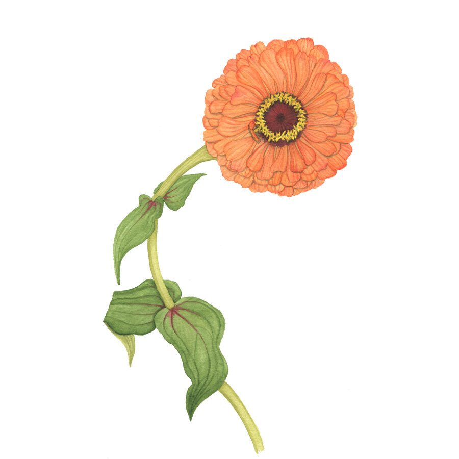 A Single Orange Zinnia Flower