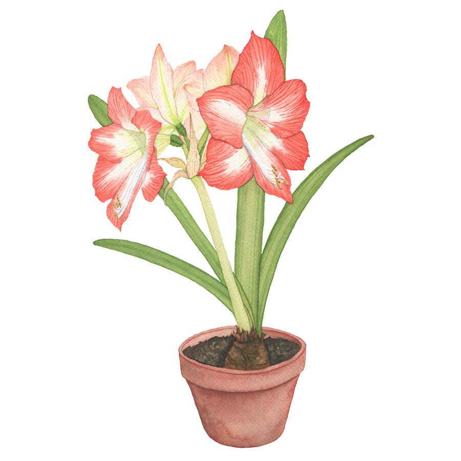 A red and white amaryllis painting