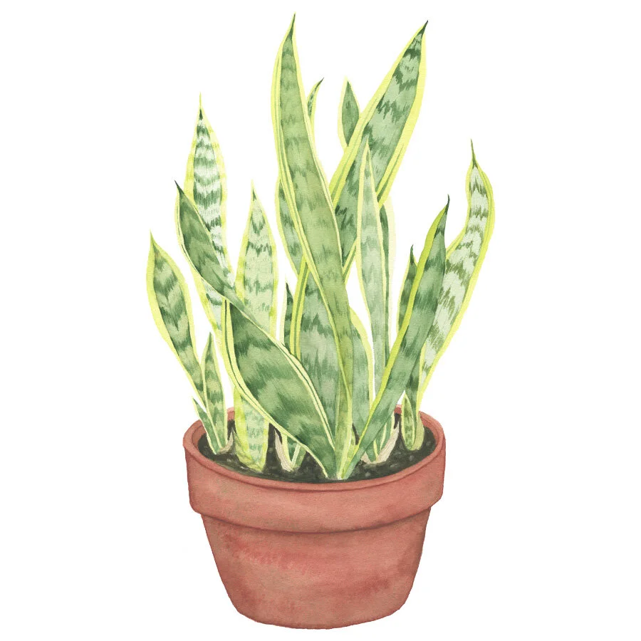 Snake Plant