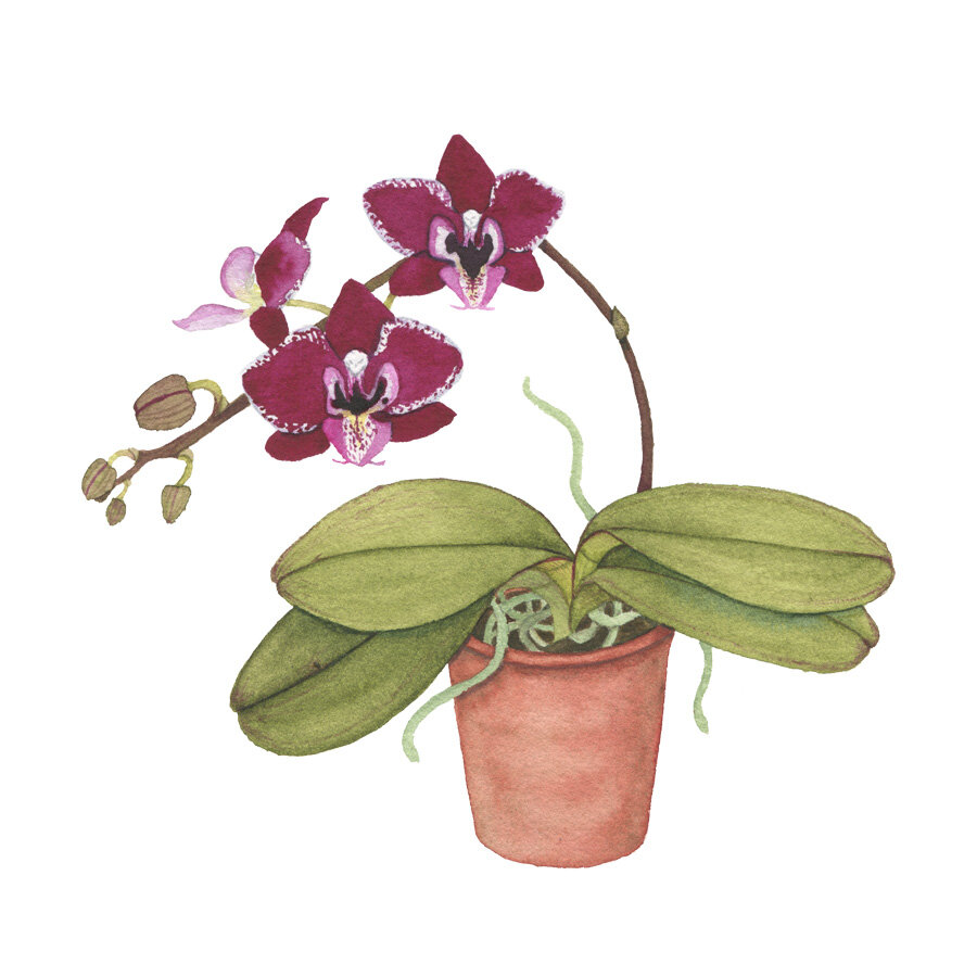 A Watercolor Painting of a Dark Wine Orchid in a Clay Pot