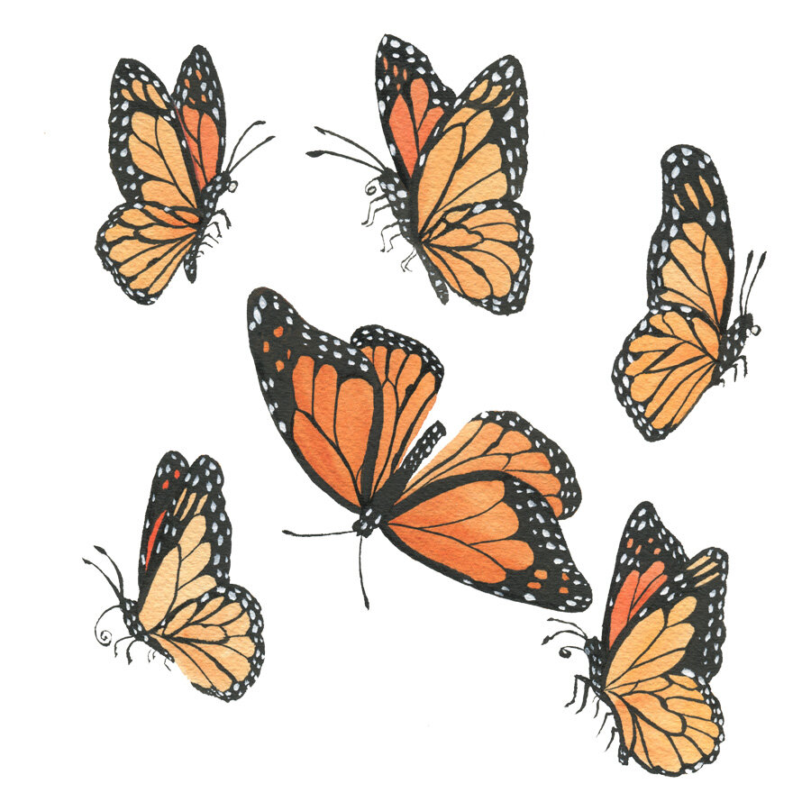 A Watercolor Painting of a Flutter of Monarch Butterflies