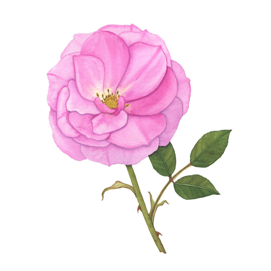 A Watercolor Painting of a Single Pink Rose