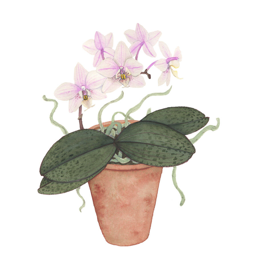 A Watercolor Painting of a Pale Pink Orchid