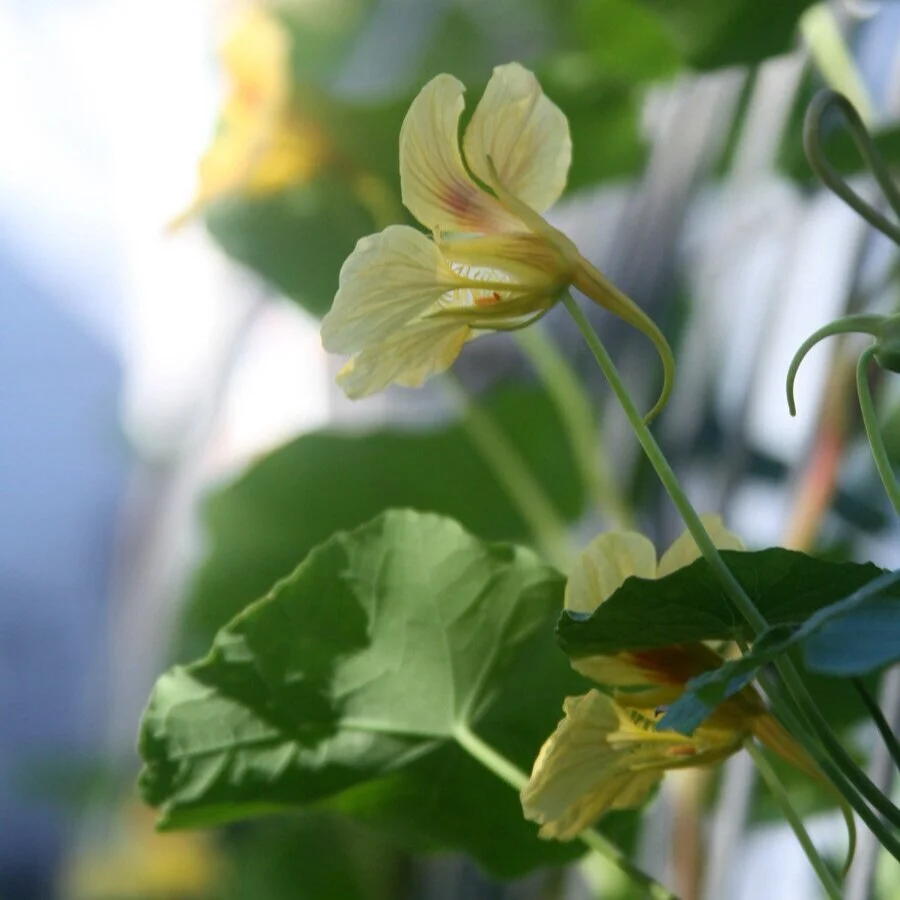 October 2021 in the Garden, Thoughts on Joy and a Nature-Filled Vacation