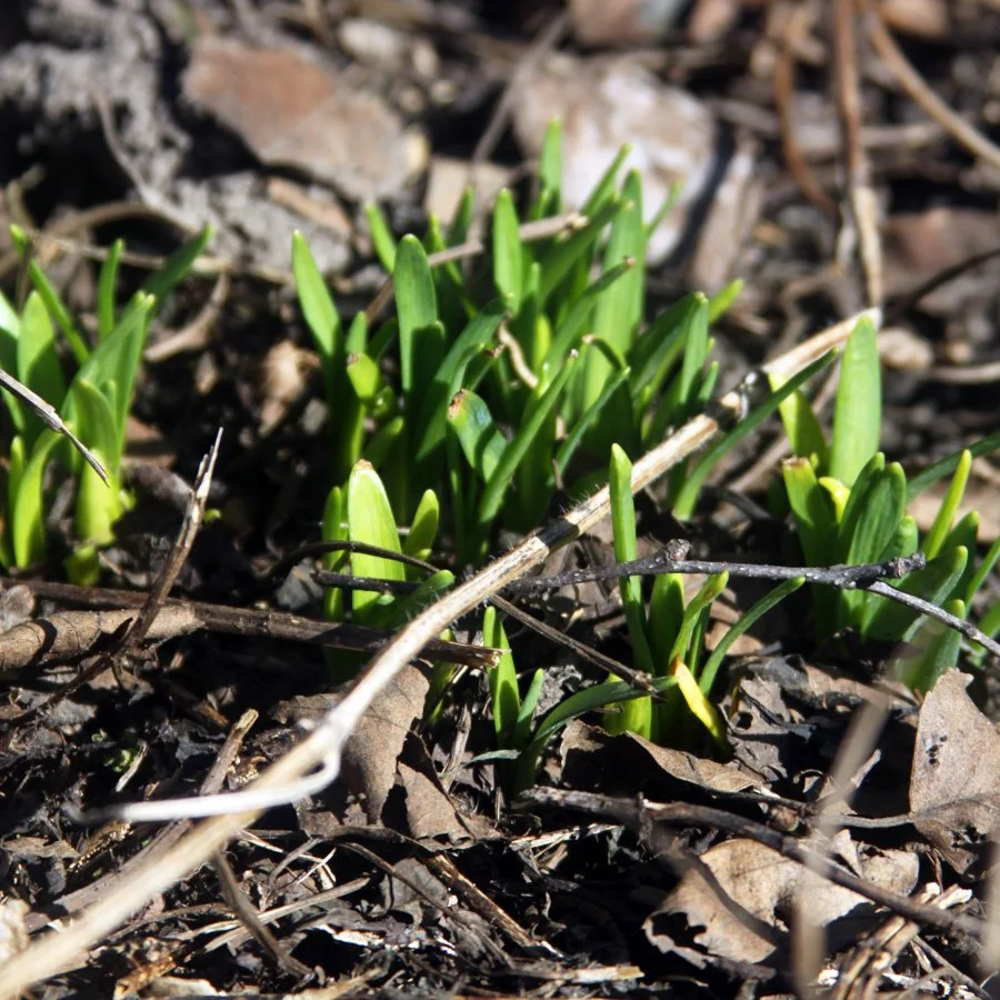 April 2022 in the Garden (And Indoors Dreaming, Planting, Painting, Reading)