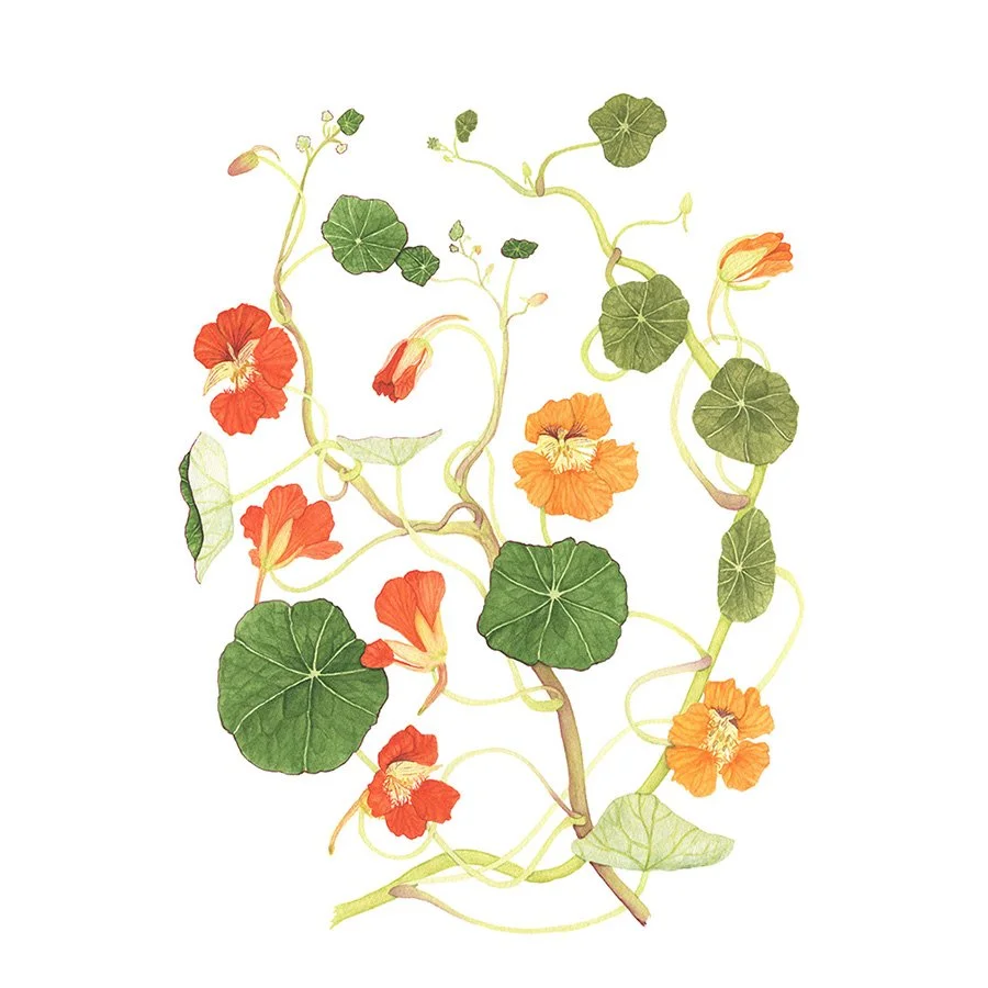 shop for botanical watercolor art and beautiful products from Anne Butera