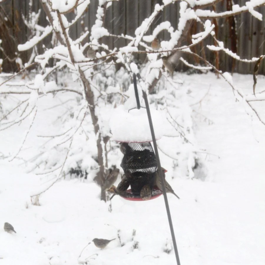 Focus on Gratitude in December: Thankful for Gardens and Nature
