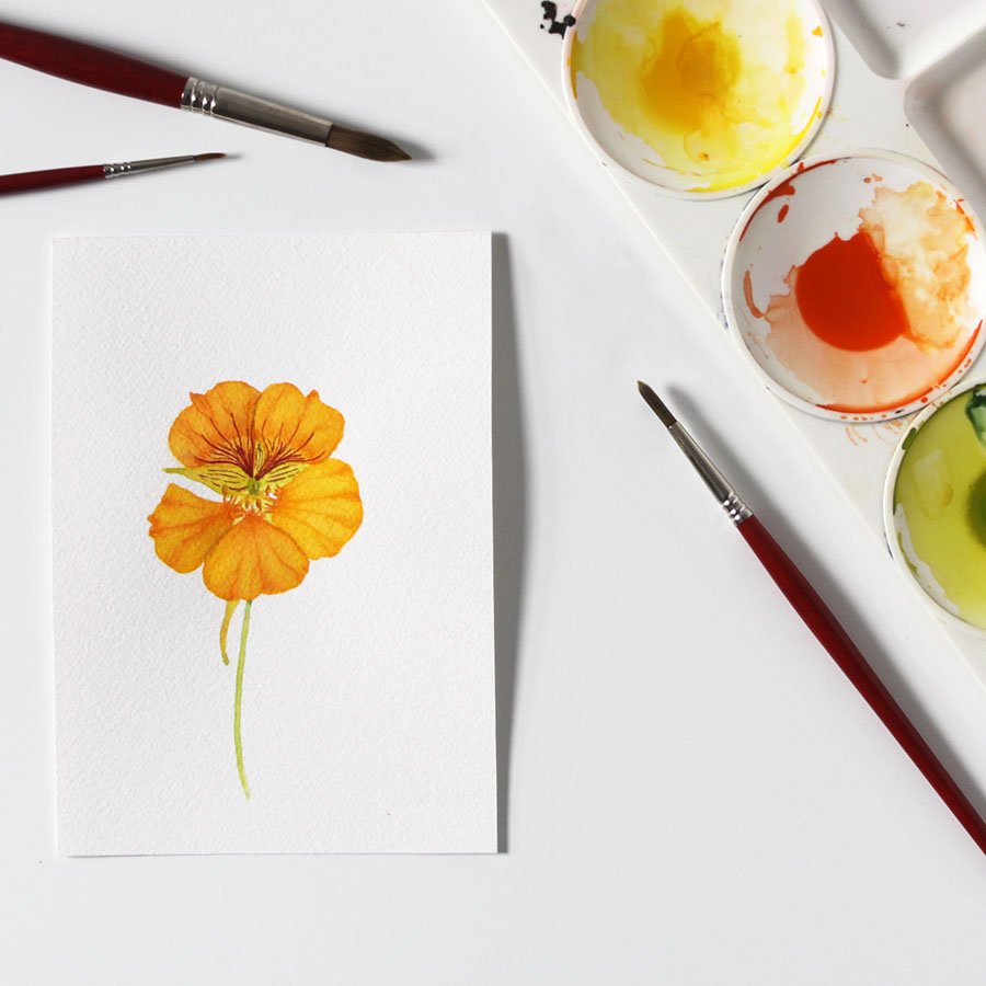 Learn to Paint Detailed Watercolor Illustrations: A Nasturtium Flower