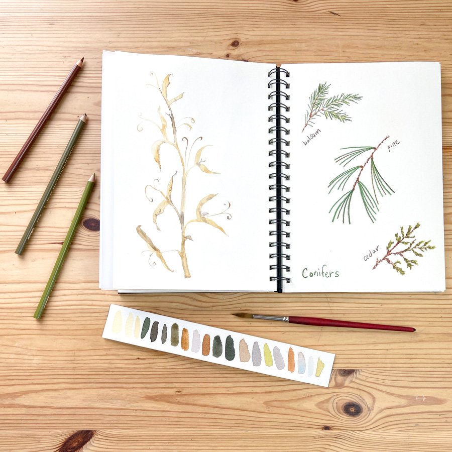 Explore Winter in Your Botanical Sketchbook