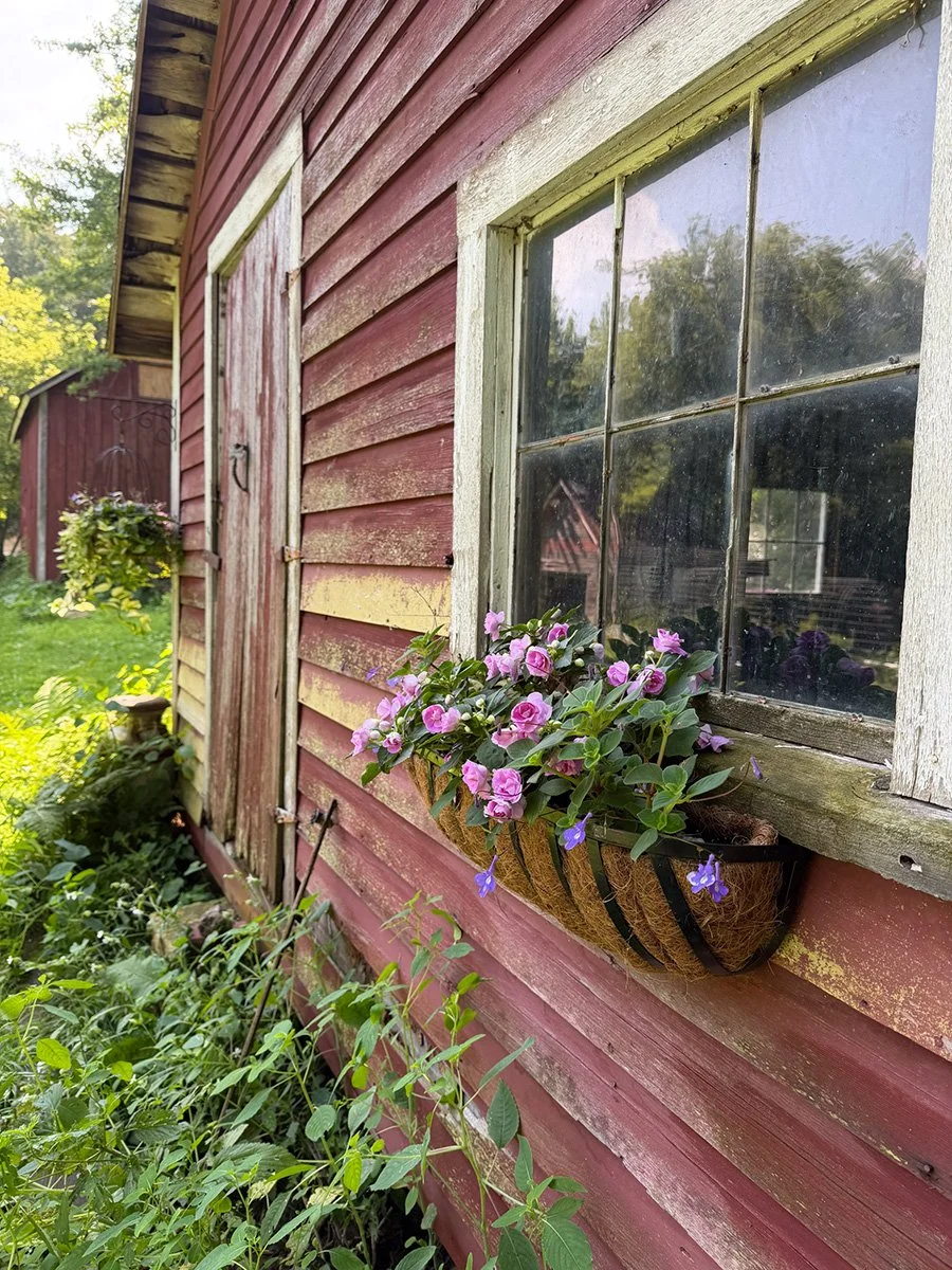 an abandoned outbuilding begins to be reclaimed with pretty planters