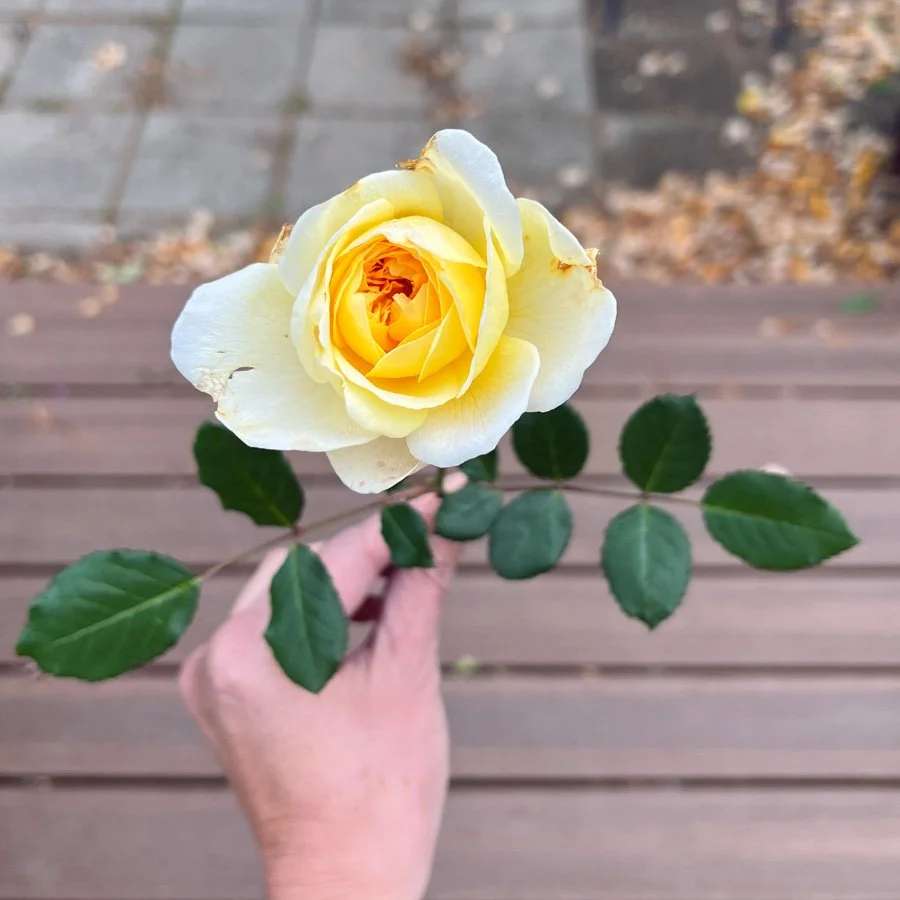 October 2023 in the Garden: Nothing Gold Can Stay
