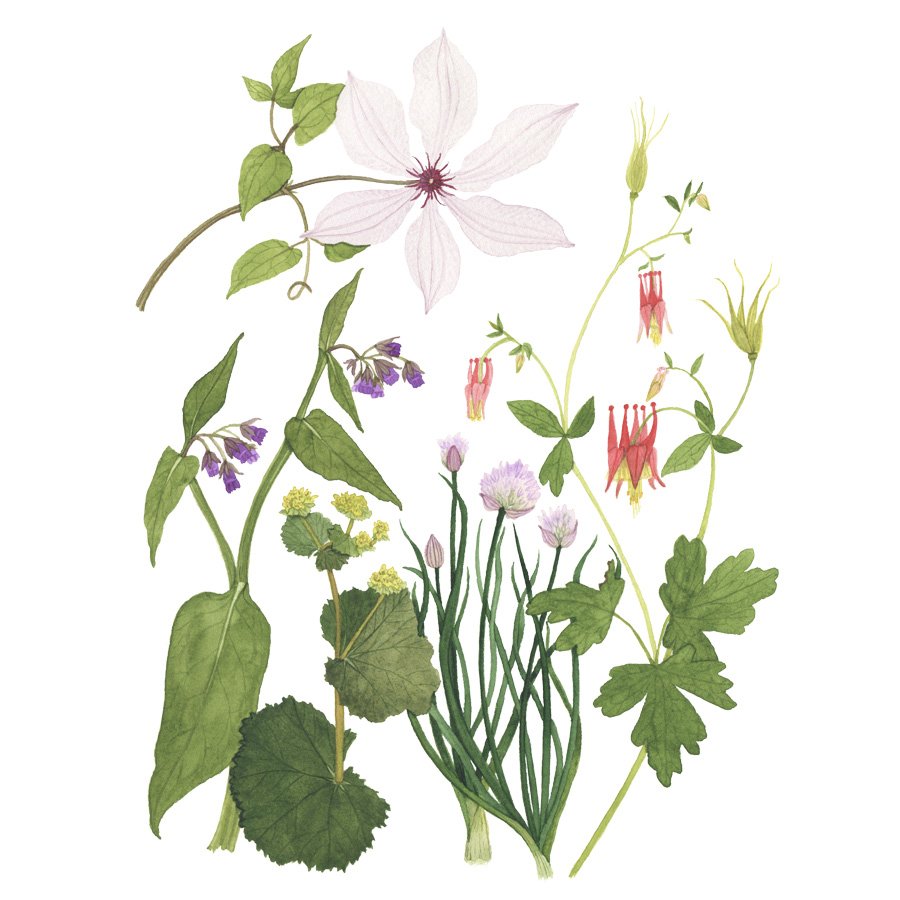 Spring Herb Garden Watercolor