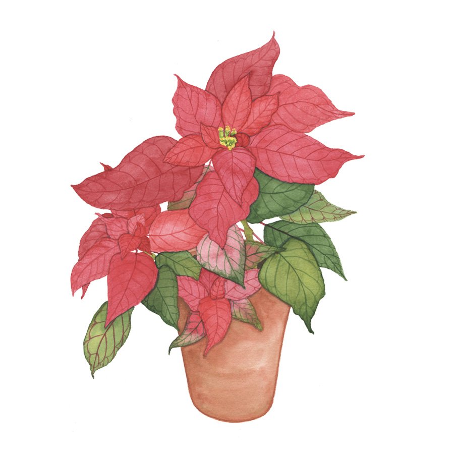 Red Poinsettia Watercolor Painting