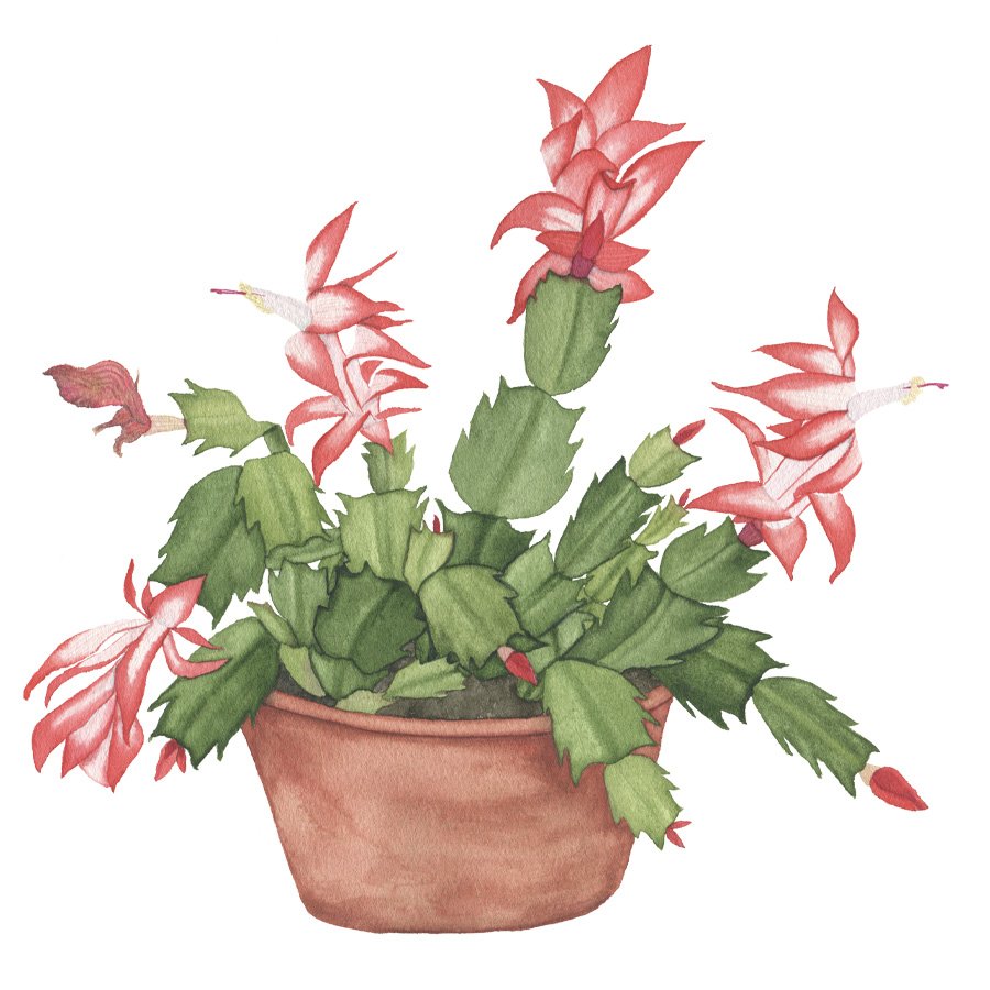 Red and White Christmas Cactus Watercolor Painting