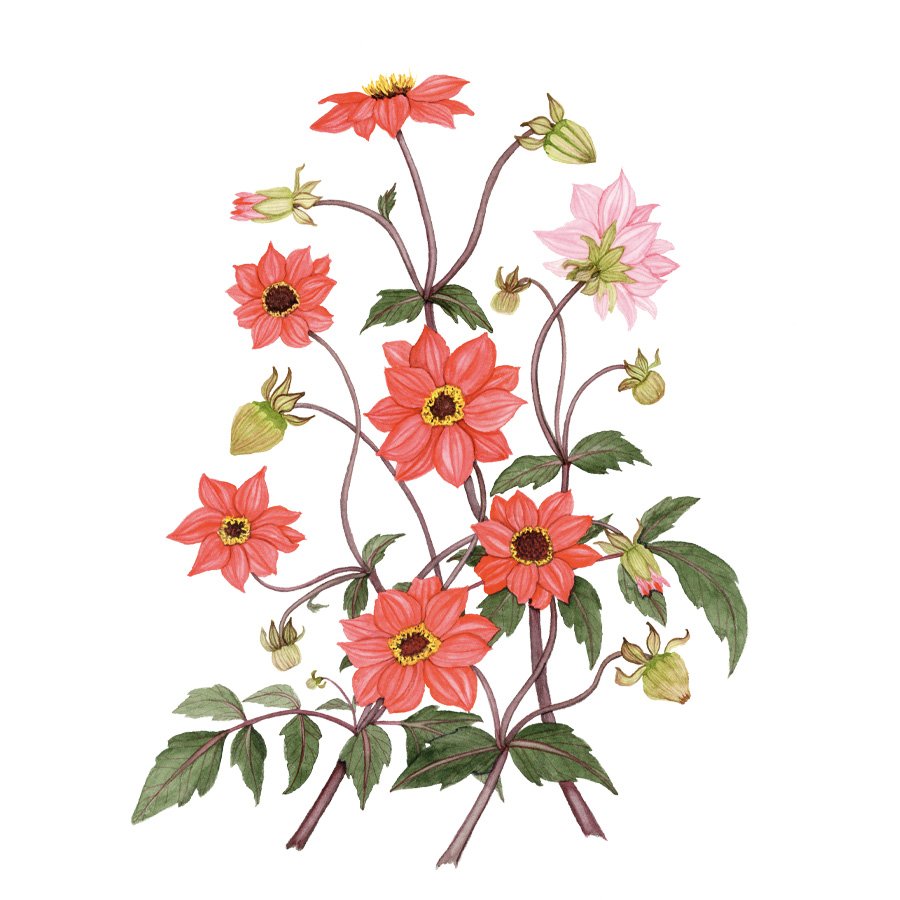Marigolds Botanical Embroidery Digital Pattern — My Giant Strawberry:  Creative Joy, Watercolor Art and Garden Magic