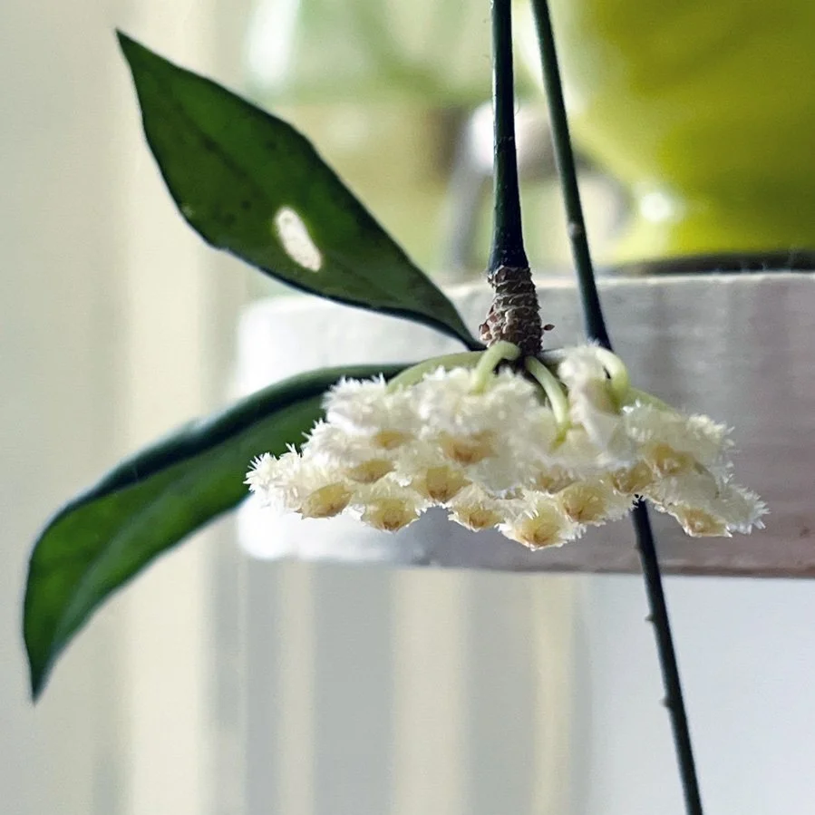 Seasonal Cycles, Sharing Indoor Gardening Inspiration and Why I Grow Houseplants