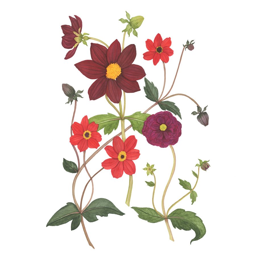 Dahlia Garden in Shades of Red Watercolor Painting