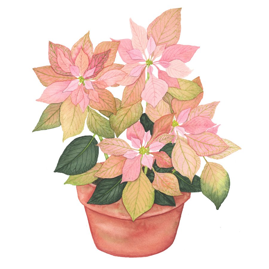 Pink Poinsettia in a Clay Pot Watercolor Painting