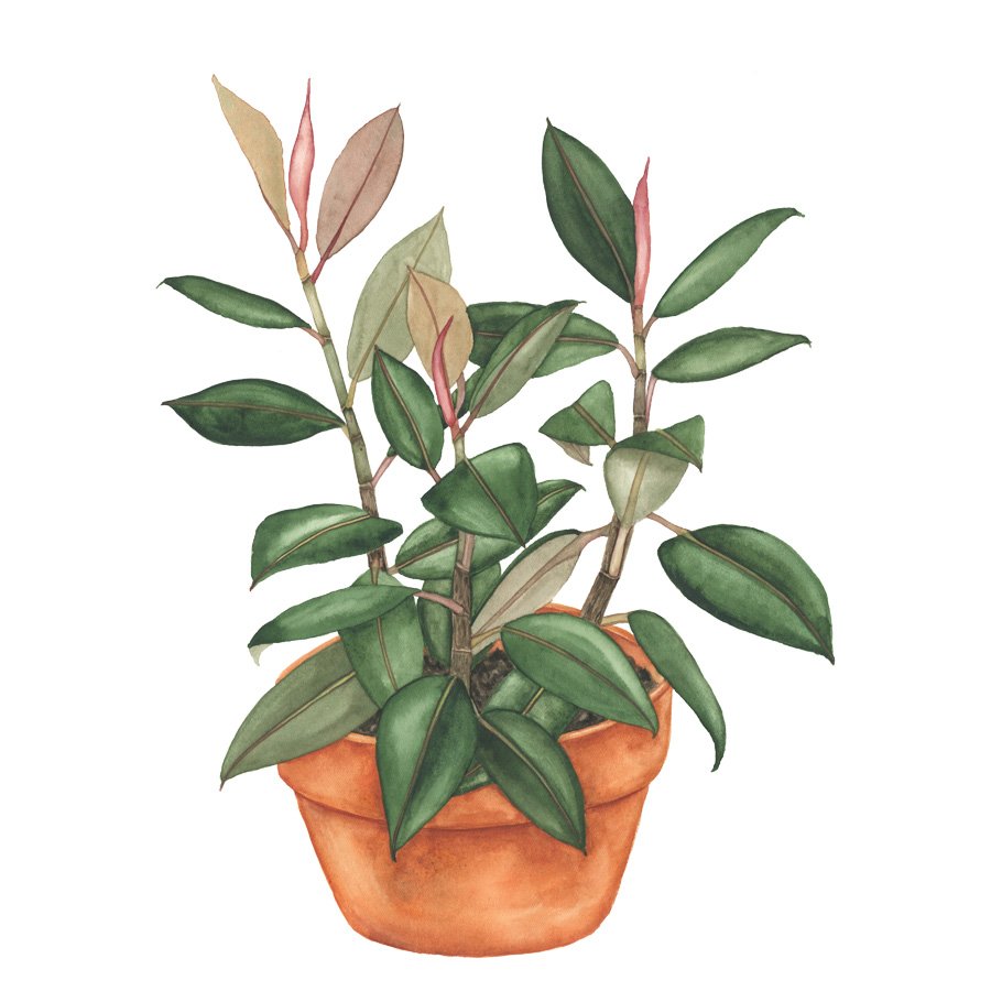 Rubber Plant in a Clay Pot Watercolor Painting