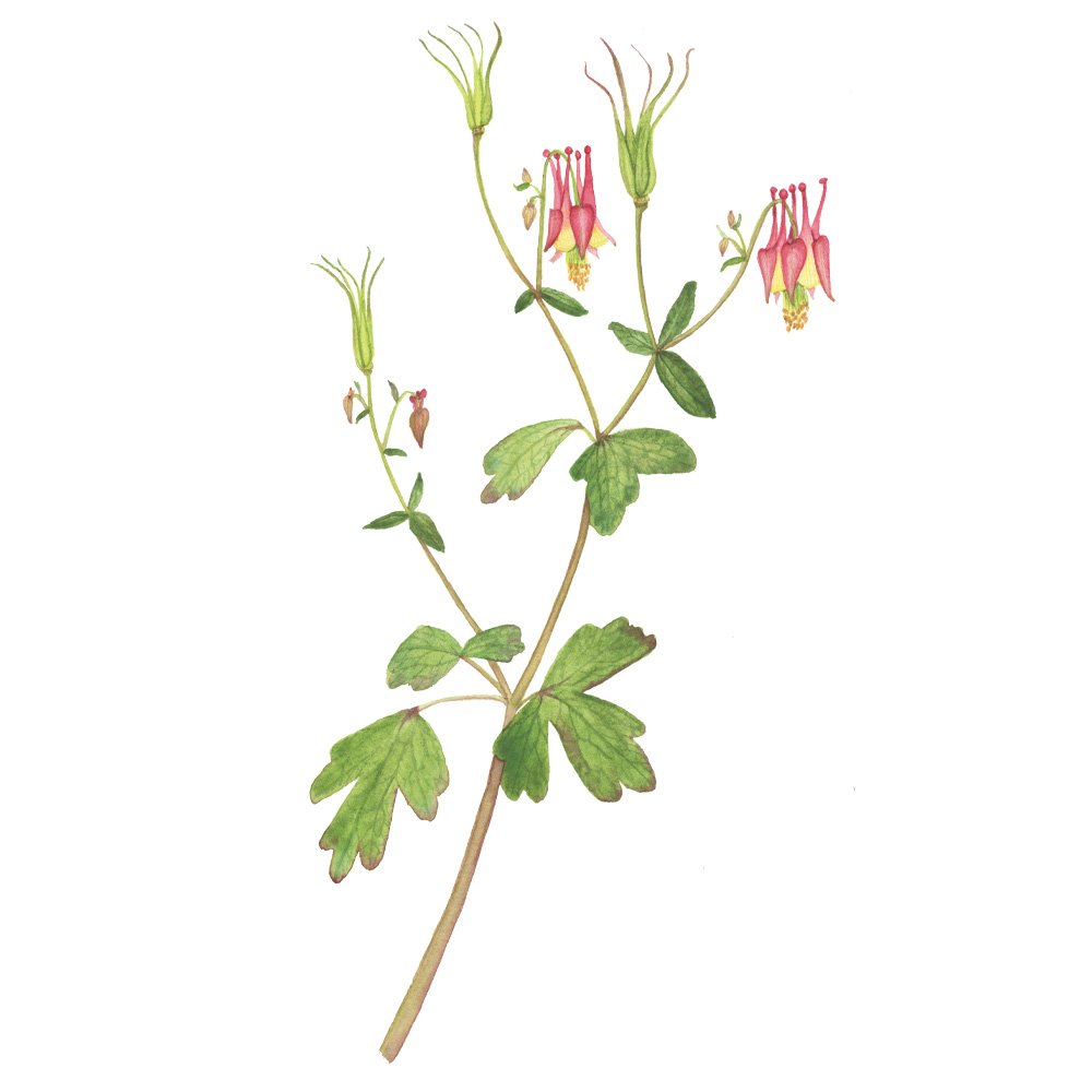 Red and Yellow Columbine
