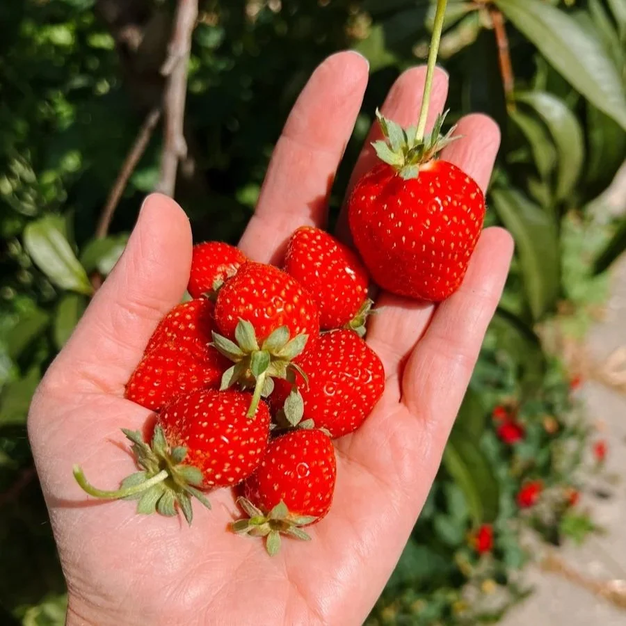 Saying Goodbye to My Garden