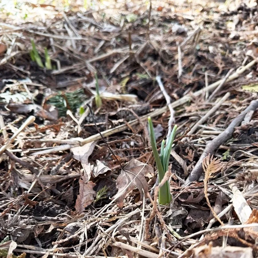 The In-Between, Overwhelm and Little Delights