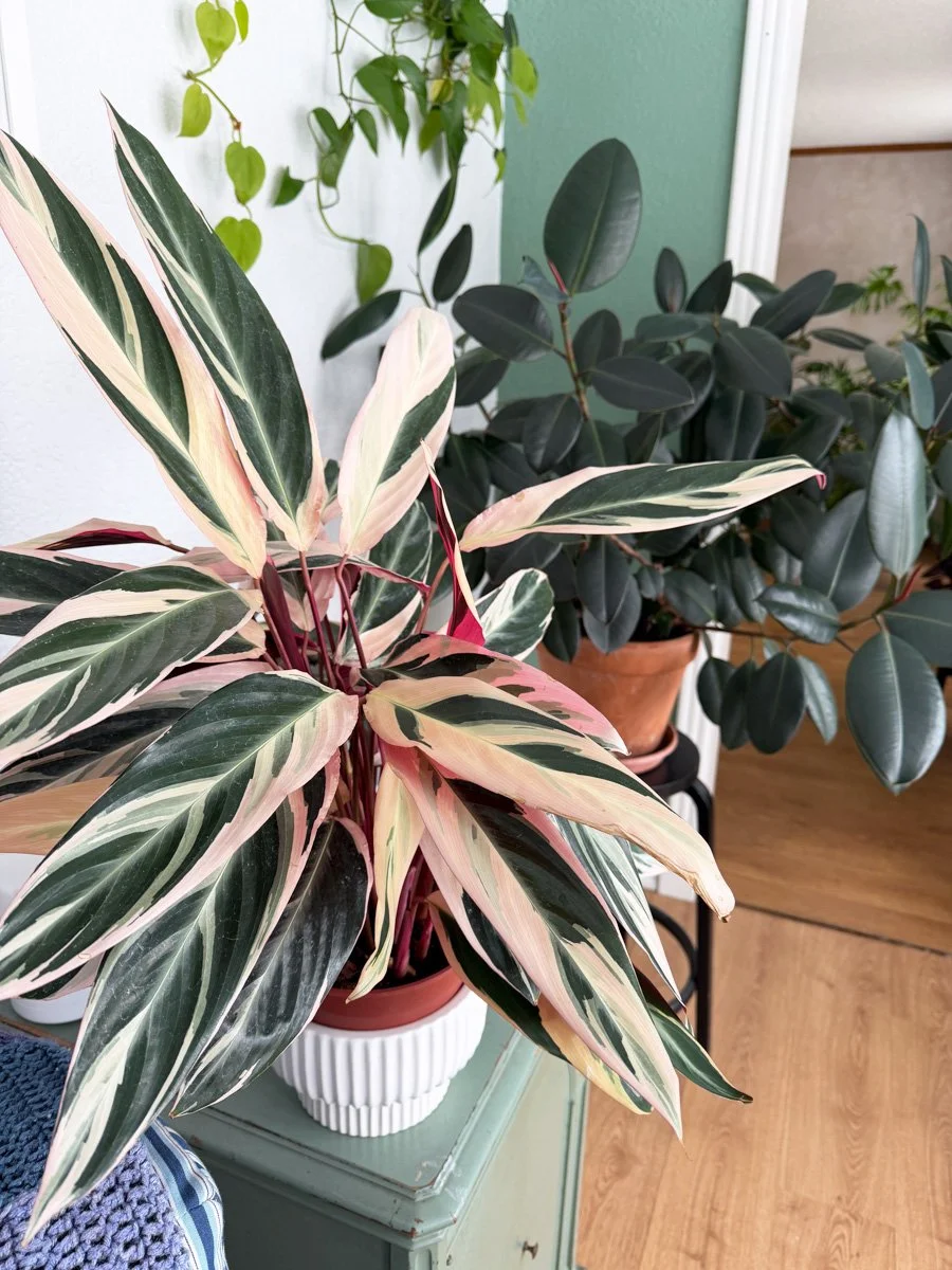 gorgeous houseplants including the multi-colored Stromanthe thalia 'Triostar'