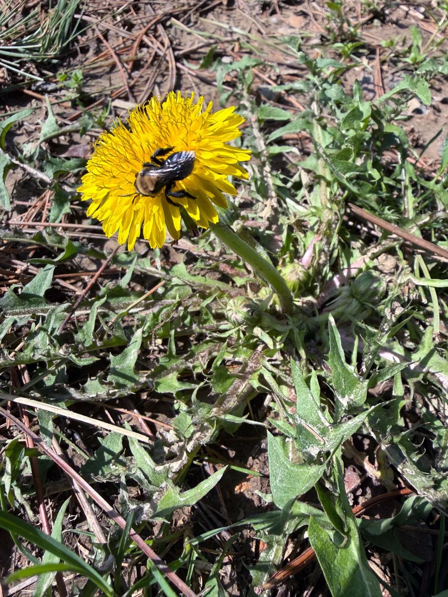 a bee on the first dandelion flower of the season