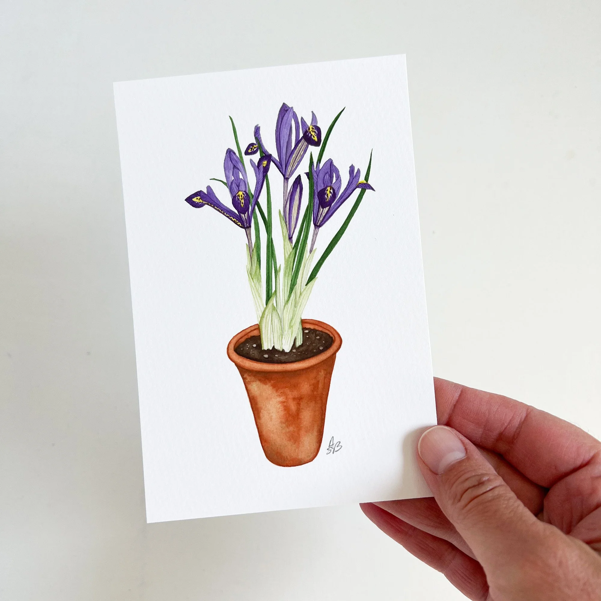 Fine Art Print of a watercolor painting of a delicate purple iris in a clay pot