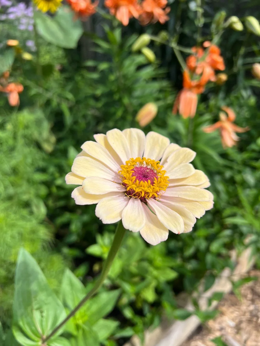 an Alpenglow Zinnia from Floret