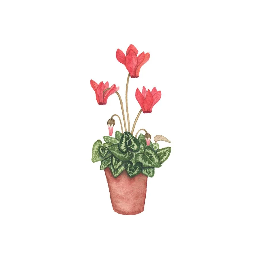 Small Red Cyclamen Painting.jpg