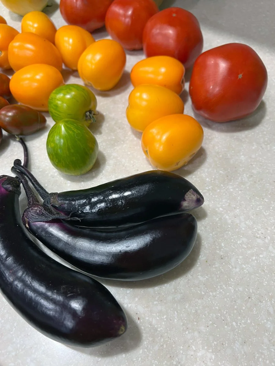 a harvest of eggplants and colorful tomatoes