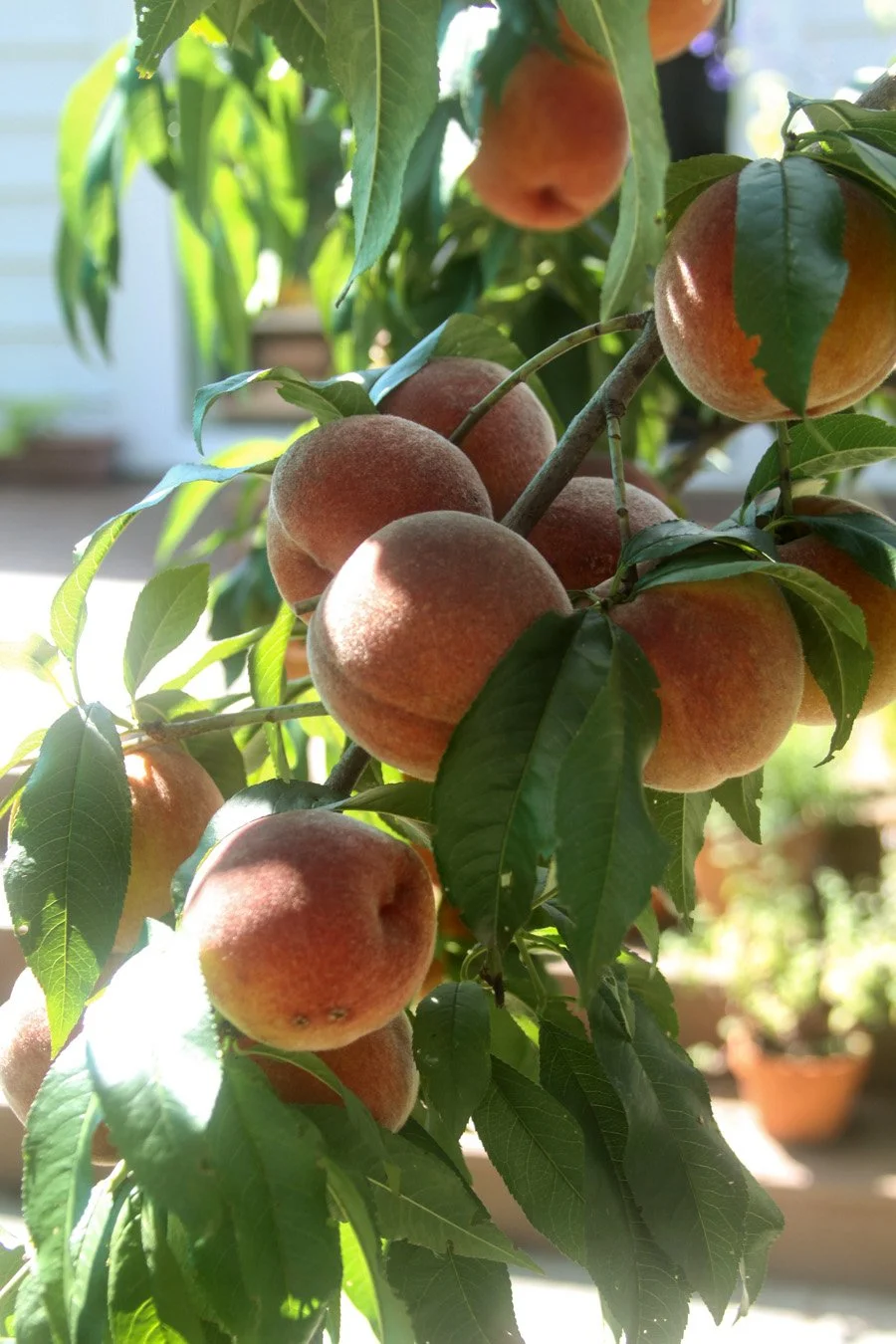 peaches ripening on a Contender Peach Tree