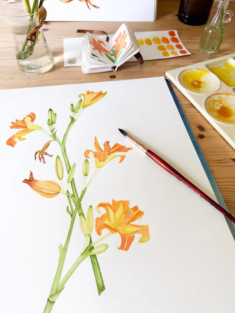 a botanical watercolor painting of orange day lilies in progress on Anne Butera's painting table